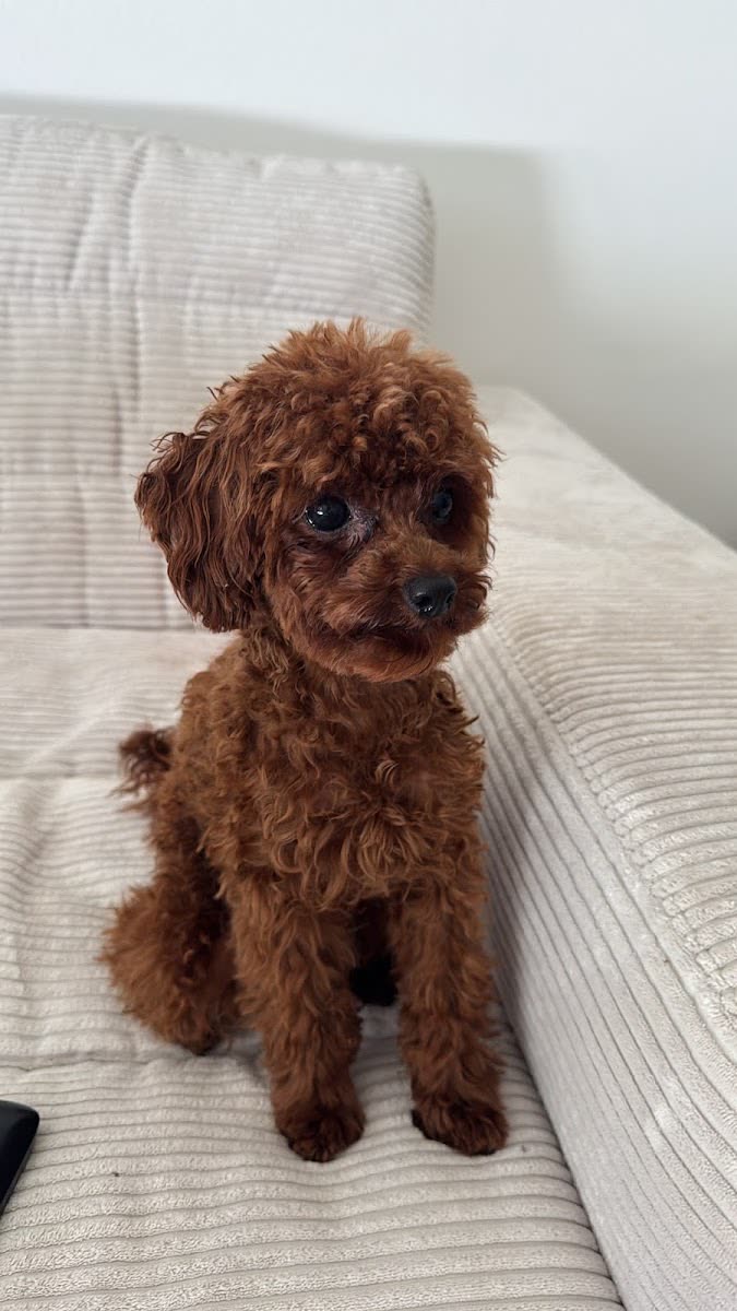 Frisch frisierter Hund aus dem Hundesalon Ella